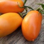 Сорт томата Перцевидный оранжевый