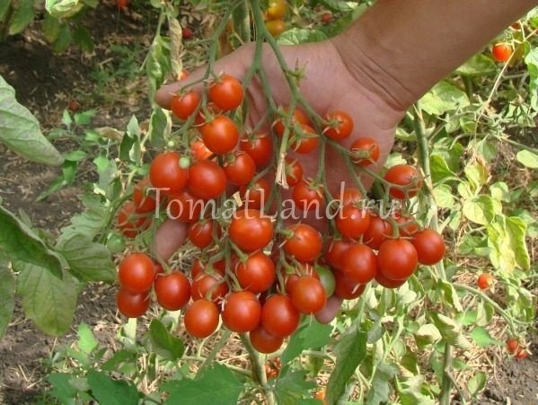 Ампельные томаты черри
