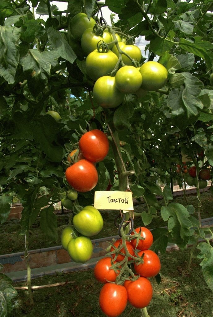 Сорт помидор фиделио