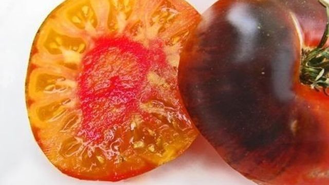 Великолепный сорт от американского селекционера — томат Яркий самоцвет