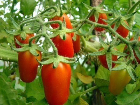 Детерминантные томаты