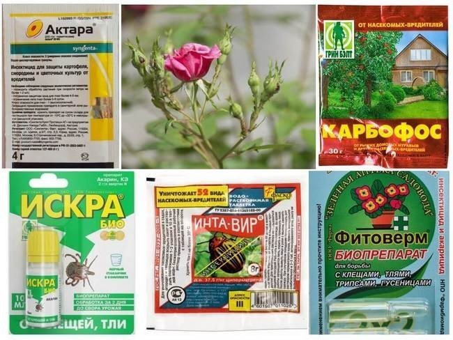 Биопрепараты для защиты растений от вредителей и болезней