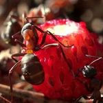 10 способов, как бороться с нашествием муравьев на клубнику