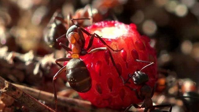 Как избавиться от муравьев в клубнике во время цветения и плодоношения