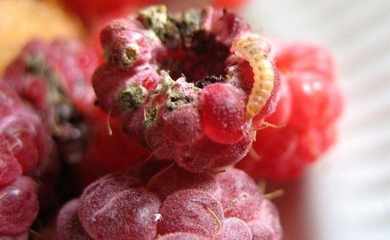 Малина червяки в ягодах