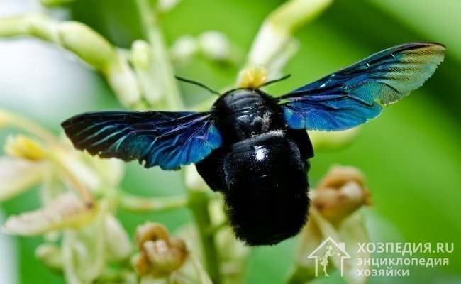 Пчела плотник обыкновенная xylocopa valga