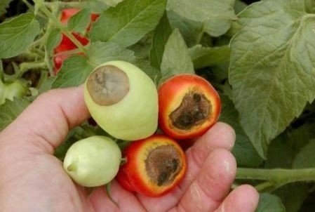 Вершинная гниль плодов томата