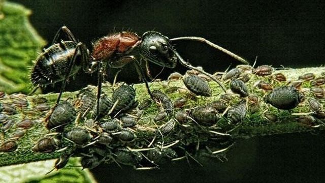 Как обработать вишни муравьи тля