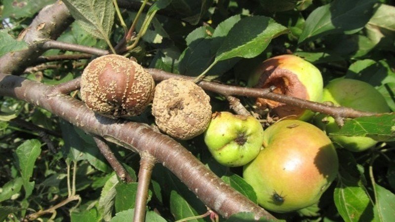 Плодовая гниль или монилиоз груши
