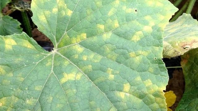 Мраморный рисунок на листьях огурца: причины, способы борьбы и профилактики