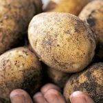 Подкормка картофеля мочевиной: секретная методика получения высокого урожая
