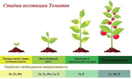 Стадии роста растений