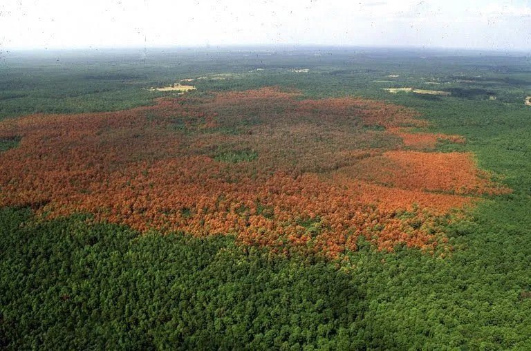 Лес пораженный короедом