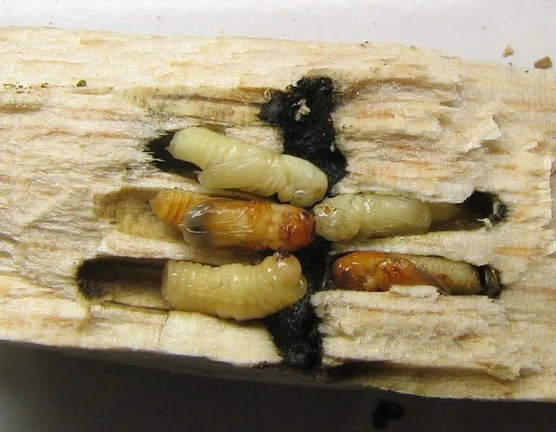 Жук короед личинка гусеница