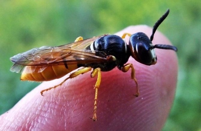 Смертельная доза от укусов осы