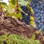 Автохтонные сорта винограда