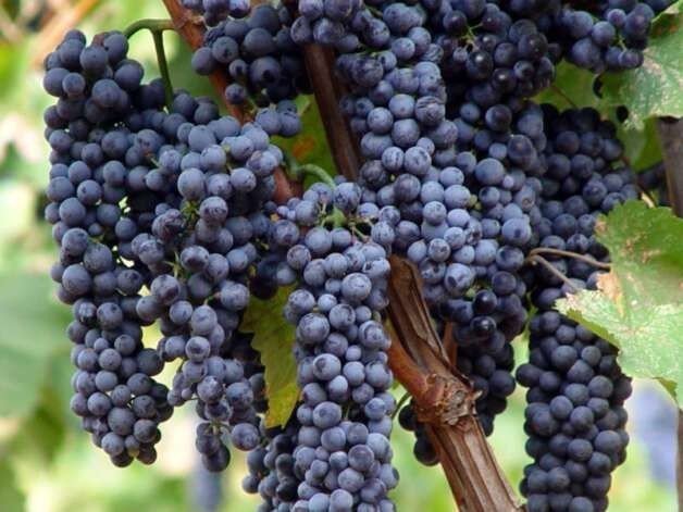 Винные сорта винограда