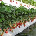 Голландская технология выращивания клубники в теплицах