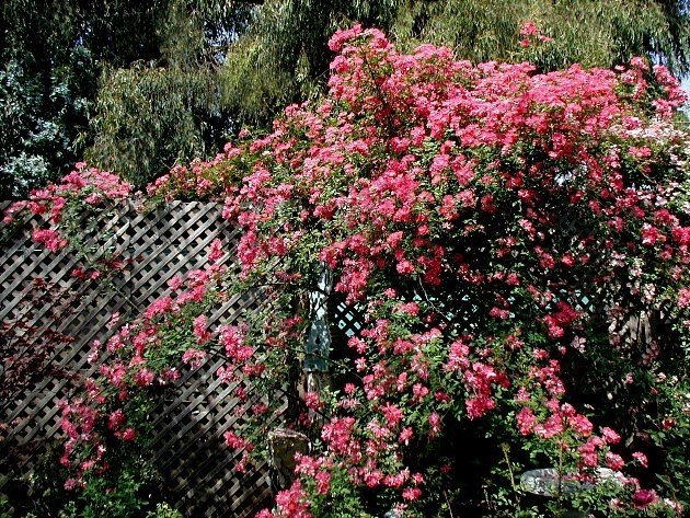 Розариум ютерсен роза плетистая