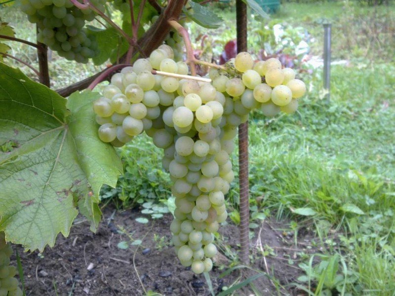 Мускат платовский виноград