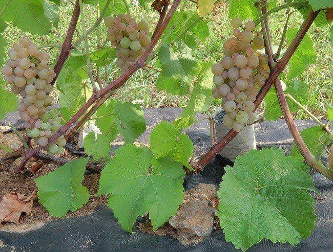 Мускат платовский виноград