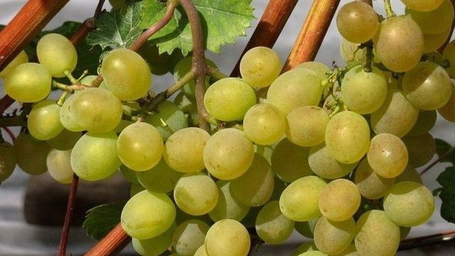 Сорт винограда Кристалл: фото и описание, уход, отзывы
