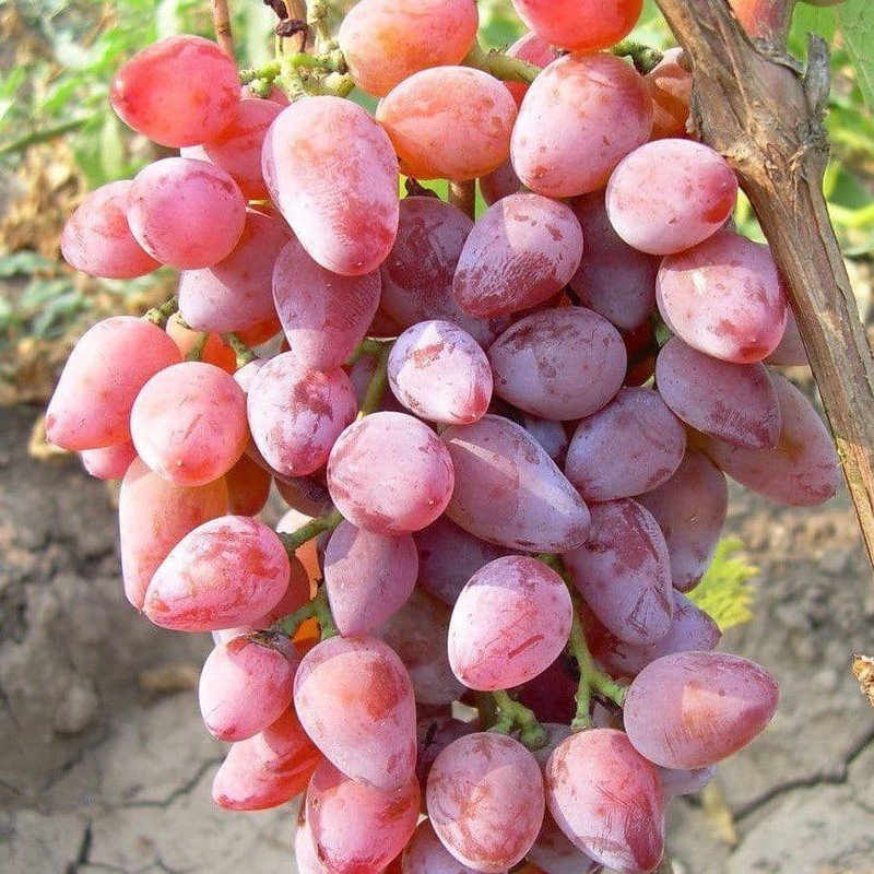 Виноград тайфи розовый