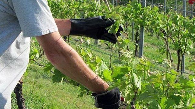 Правильная обрезка и формирование кустов винограда