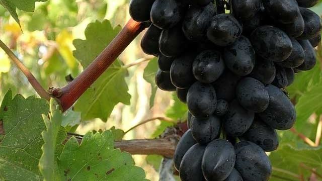 ᐉ Сорт винограда Кодринский