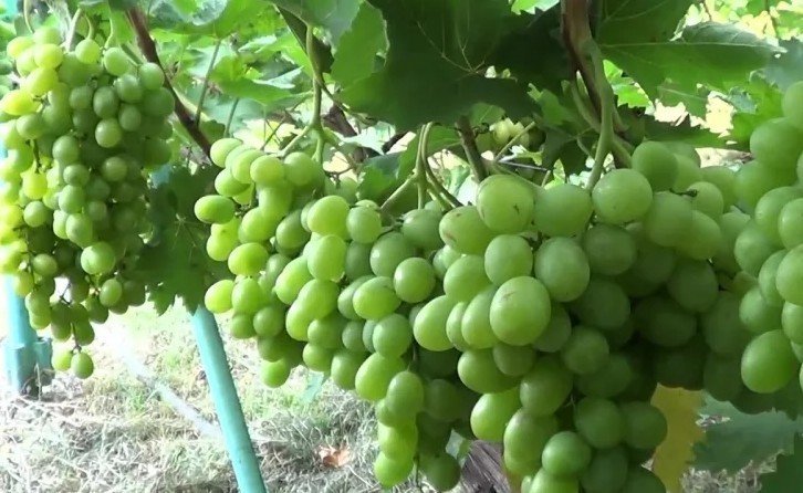 Сорт винограда изабелла