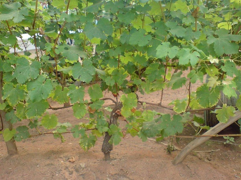 Виноград веерная формировка куста