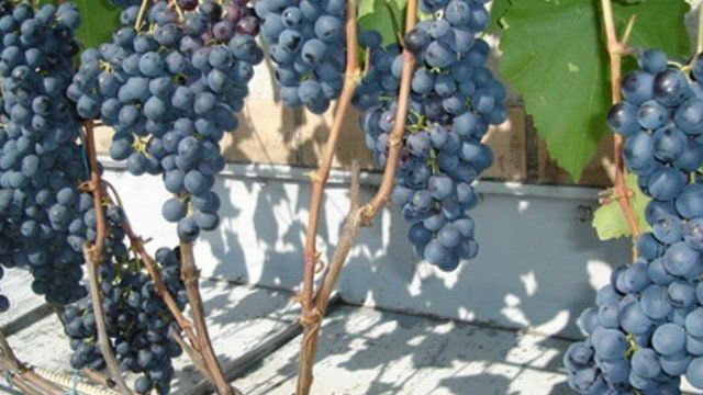Агат Донской: общее описание винограда, особенности ухода за ним и отзывы