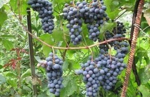 Тавквери сорт винограда