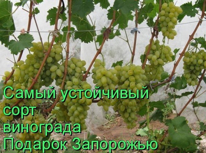 Виноград кишмиш арсеньевский