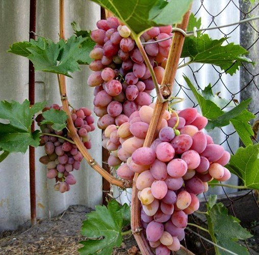 Сорт винограда восторг
