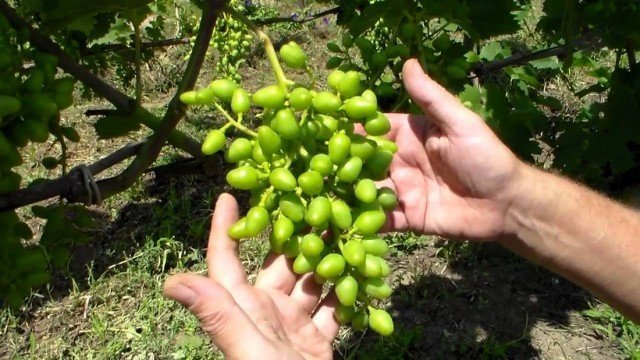Прореживание гроздей винограда