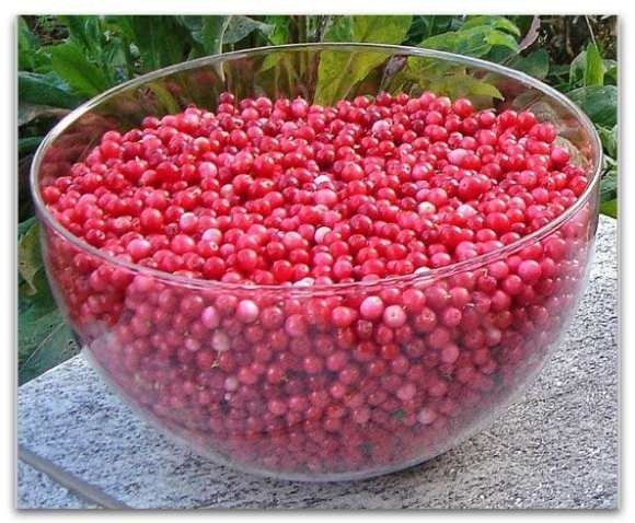 Красная ягода с мелкими семечками