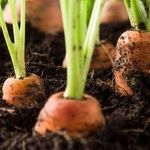 Как сохранить морковь с грядки
