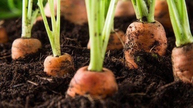 Как сохранить морковь с грядки
