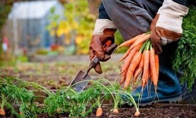 Уборка моркови осеннего посева