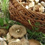 Лучшие способы консервирования грибов