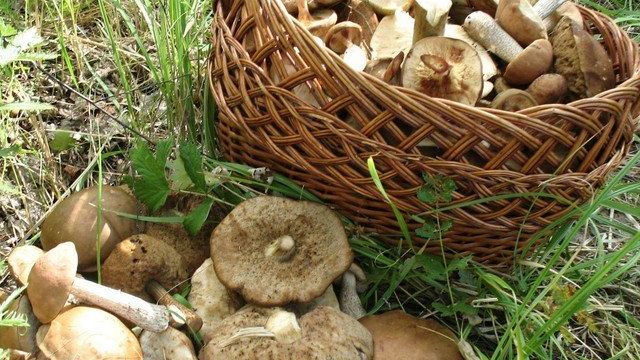 Консервирование грибов: как осуществляется консервация в домашних условиях, рецепты на зиму, белых, фото, видео