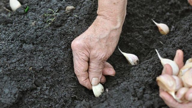 Как посадить чеснок
