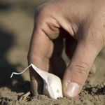 Как сажать чеснок в открытый грунт семенами