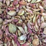 Преимущества и особенности выращивания чеснока из однозубок